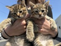 Tabby Cats for sale in Chatsworth, CA 91311, USA. price: NA