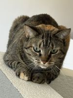 Tabby Cats for sale in Denver, CO 80230, USA. price: NA