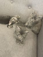 Kittens looking for new homes