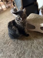 Rehoming cat. For a friend ,needing a forever home