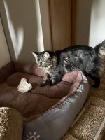 Rehoming cat. For a friend ,needing a forever home