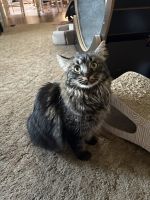 Tabby Cats for sale in Salem, OR, USA. price: NA