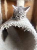 3 kittens for sale in Westminster co
