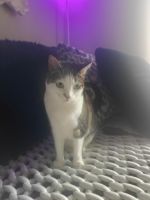 Tabby Cats for sale in Imperial Beach, CA, USA. price: NA