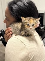 Tabby Cats for sale in Dacula, GA, USA. price: $150