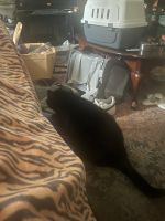 6 cats free to a good home ages 6 and 1 at 7 yrs old