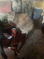 Tabby Cats for sale in Westlake, Los Angeles, CA, USA. price: NA