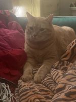 6 cats free to a good home ages 6 and 1 at 7 yrs old