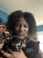 Adorable Kittens For Sale