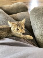 Kitten Black/Tan Female Tabby