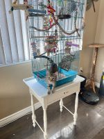 Kitten Black/Tan Female Tabby