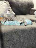 Kitten Black/Tan Female Tabby