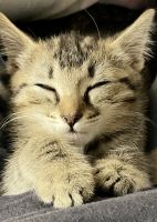 Tabby Cats for sale in Riverside, CA, USA. price: $50