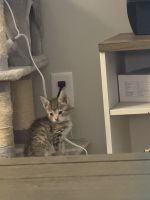 Tabby Cats for sale in Dover, DE, USA. price: $50