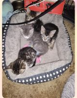 Tabby Cats for sale in Menifee, CA, USA. price: $50