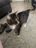 10 yr old Male Needs Forever Home