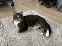 10 yr old Male Needs Forever Home