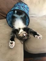 Tabby Cats for sale in Abbottstown, PA 17301, USA. price: NA