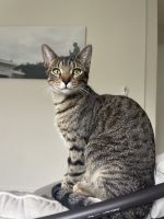 Tabby Cats for sale in Honolulu, HI, USA. price: NA