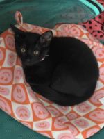 Tabby Cats for sale in Lake Camelot, IL, USA. price: NA