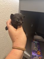 Kittens for Adoption