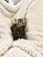 Tabby Cats for sale in Oceanside, CA, USA. price: NA