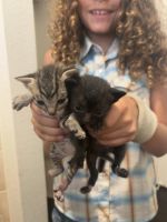 Kittens for Adoption