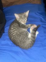 Kitty cat for adoption