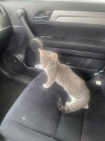 Kitty cat for adoption