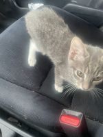 Kitty cat for adoption