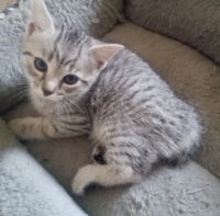 Tabby Cats for sale in Kinston, NC, USA. price: $35