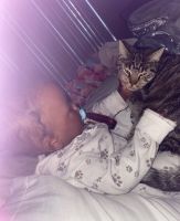 Free Tabby Cat In Need of HOME ASAP