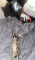 Free Tabby Cat In Need of HOME ASAP