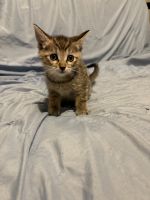 Tabby Cats for sale in San Tan Valley, AZ 85140, USA. price: $20
