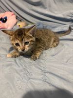 7-8 week old kittens