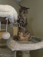 Rehoming Female Tabby Cat