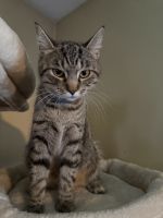Tabby Cats for sale in Salem, CT 06420, USA. price: $110