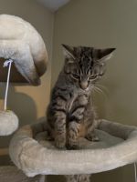 Rehoming Female Tabby Cat