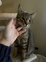Rehoming Female Tabby Cat
