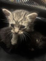 Tabby Cats for sale in Olympia, WA, USA. price: $75