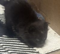 Two kitties fostering ready for homes