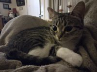 Tabby Cats for sale in Loveland, CO, USA. price: $110