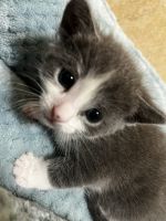 baby kitty for sale
