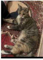 Tabby Cats for sale in Lawrenceville, GA, USA. price: NA