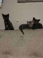 Tabby Cats for sale in 6915 S Durango Dr, Las Vegas, NV 89148, USA. price: $75