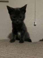 Boy and girl kittens born early September