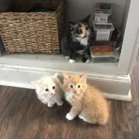 White and orange Kittens