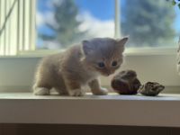 White and orange Kittens