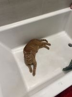 Playful Tabby needs a new home!