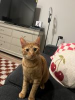 Playful Tabby needs a new home!